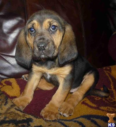 Bloodhound Puppies for Sale