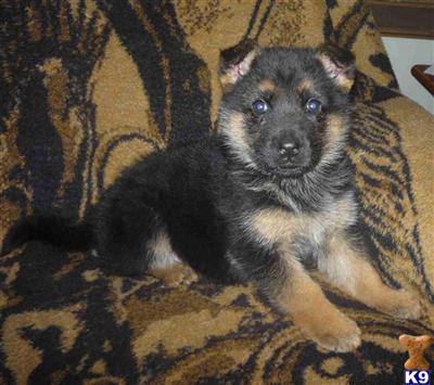 Puppies in MS