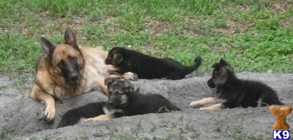 Dogs for Sale in FL