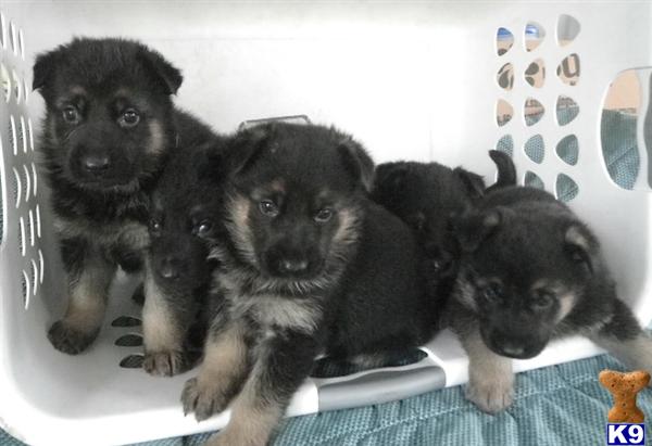 Puppies in Deland