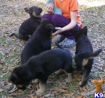Puppies in Deland