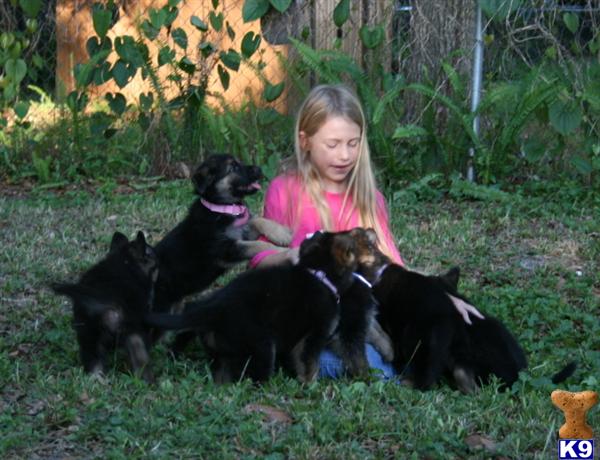 Puppies in Deland