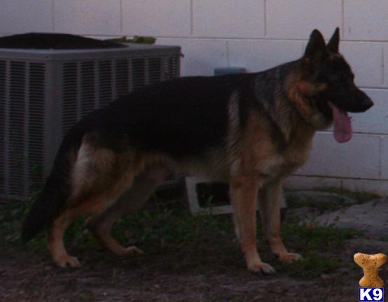 Stud Dogs - German Shepherd