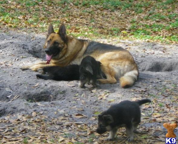 Puppies in Deland