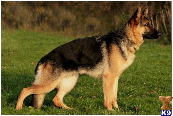 Dogs for Sale in FL