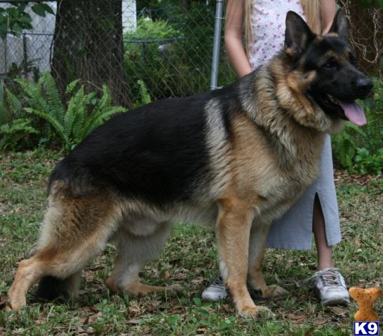 Dogs for Sale in FL