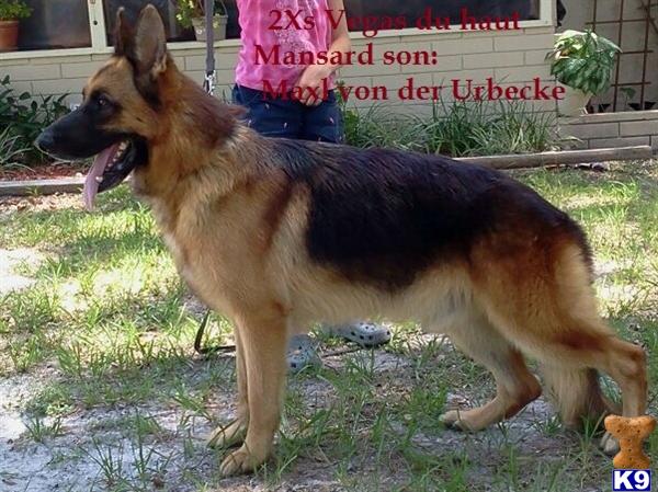 Stud Dogs - German Shepherd