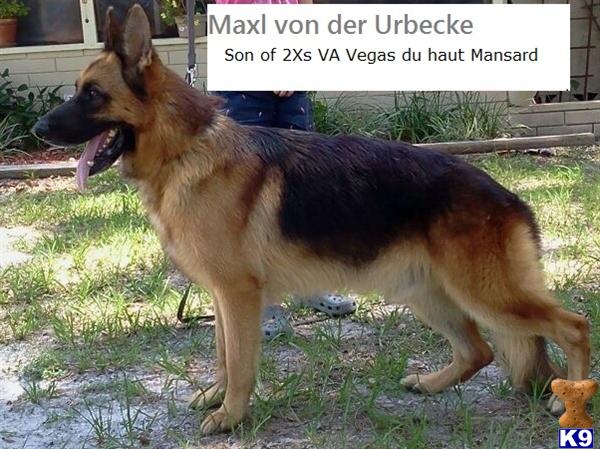 Stud Dogs - German Shepherd