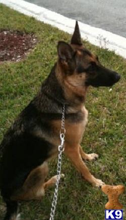 Dogs for Sale in FL