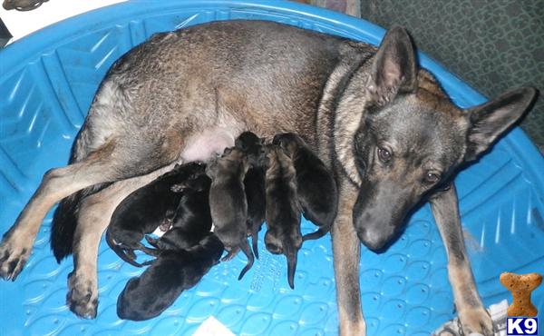 German Shepherd Puppies in FL
