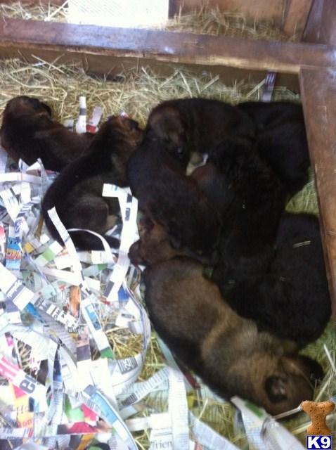 Puppies in Deland