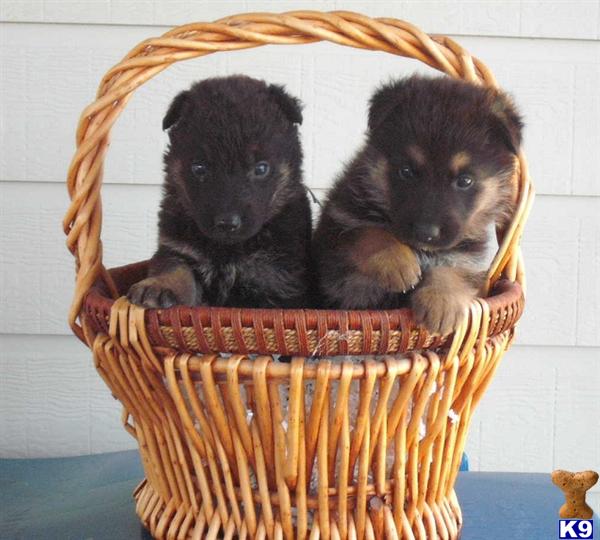 Puppies in Deland