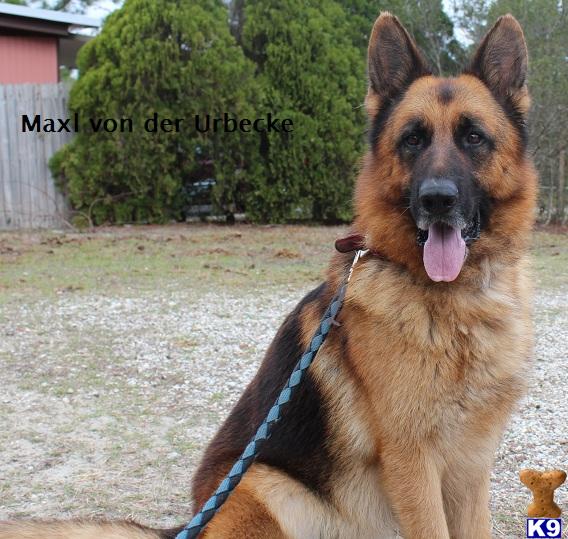 German Shepherd stud dog