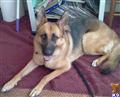 classified ad