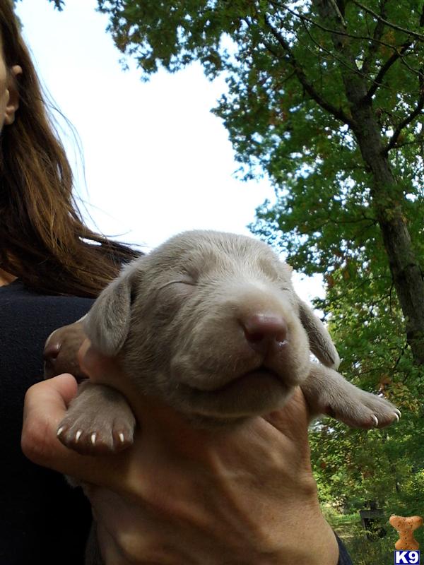 Puppies in TN