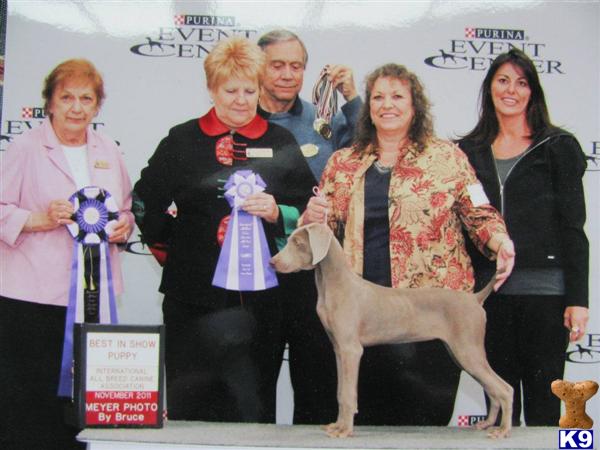 Female Dogs