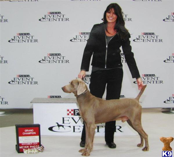Stud Dogs - Weimaraner