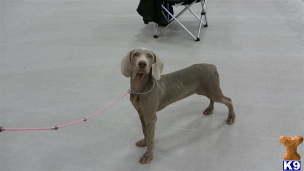 Female Dogs
