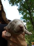 Weimaraner