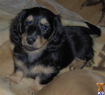 Puppies in Angels camp