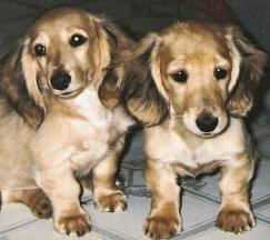 Puppies in ANGELS CAMP