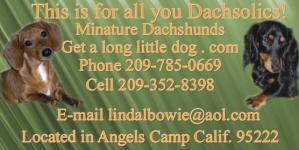 Puppies in Angels camp