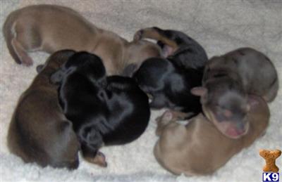 Puppies in Angels camp