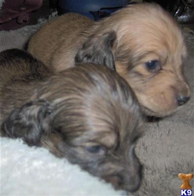 Puppies in Angels camp