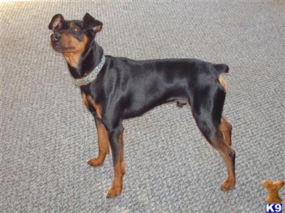 Stud Dogs - Miniature Pinscher