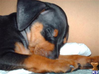 Puppies in Caro