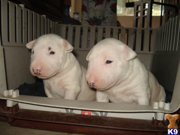 Miniature Bull Terrier Puppies