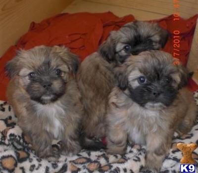 Teacup+shih+tzu+puppies+for+sale+in+virginia