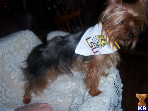 Stud Dogs - Yorkshire Terrier