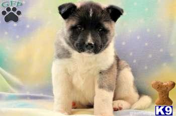 Akita Puppies