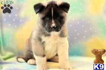 Akita Puppies