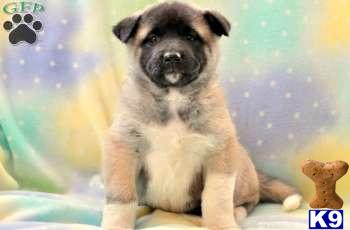 Akita Puppies