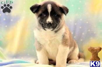 Akita Puppies