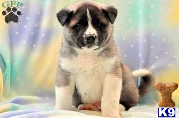 Akita Puppies
