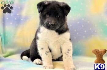 Akita Puppies