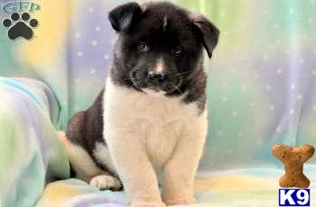 Akita Puppies