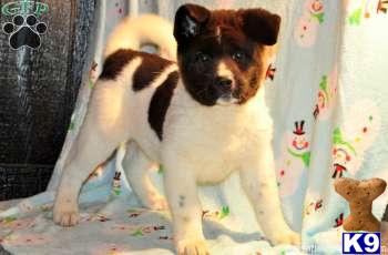 Akita Puppies