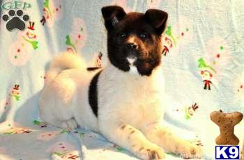 Akita Puppies