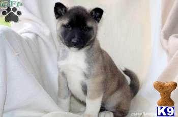 Akita Puppies