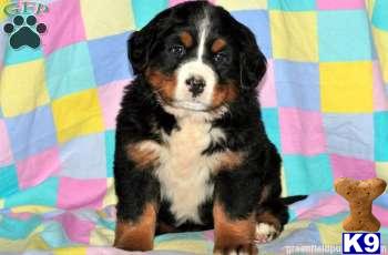 Bernese Mountain Dog Puppies