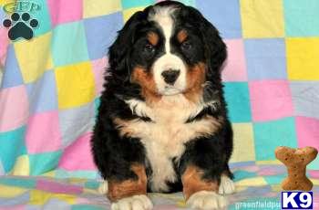 Bernese Mountain Dog Puppies
