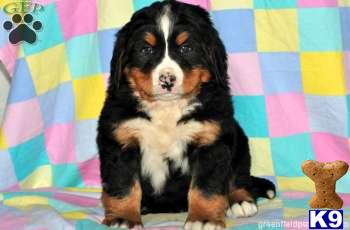 Bernese Mountain Dog Puppies