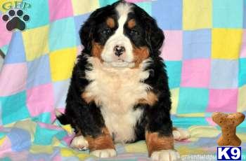 Bernese Mountain Dog Puppies