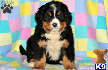 Bernese Mountain Dog Puppies