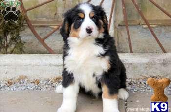 Bernese Mountain Dog Puppies