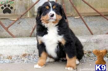 Bernese Mountain Dog Puppies